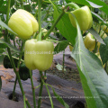 SP30 Baiyan extremamente precoce maturidade especial cor sementes de pimentão híbrido